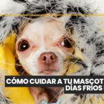 Criptococosis felina: una enfermedad subdiagnosticada que exige un diagnóstico diferencial oportuno