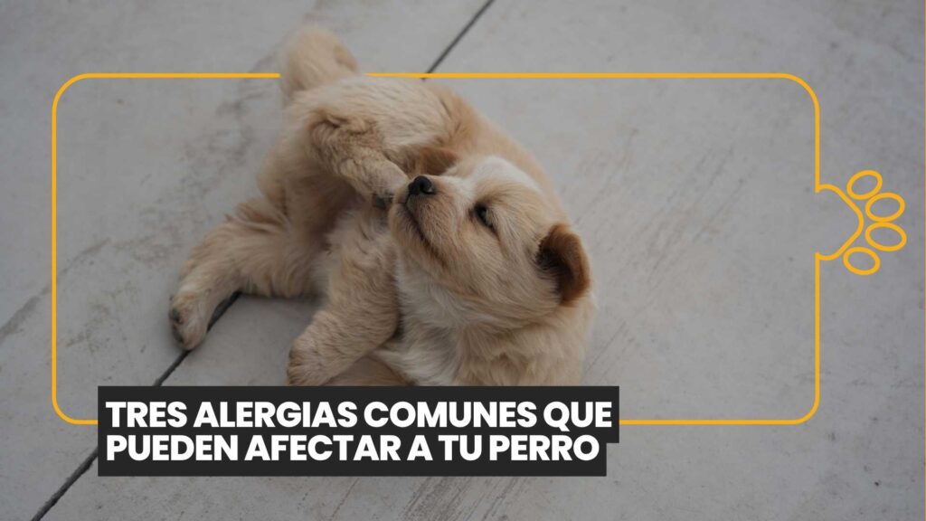 ¿Tu perro no para de rascarse? Estas son las tres alergias más comunes que podrían estar afectándolo