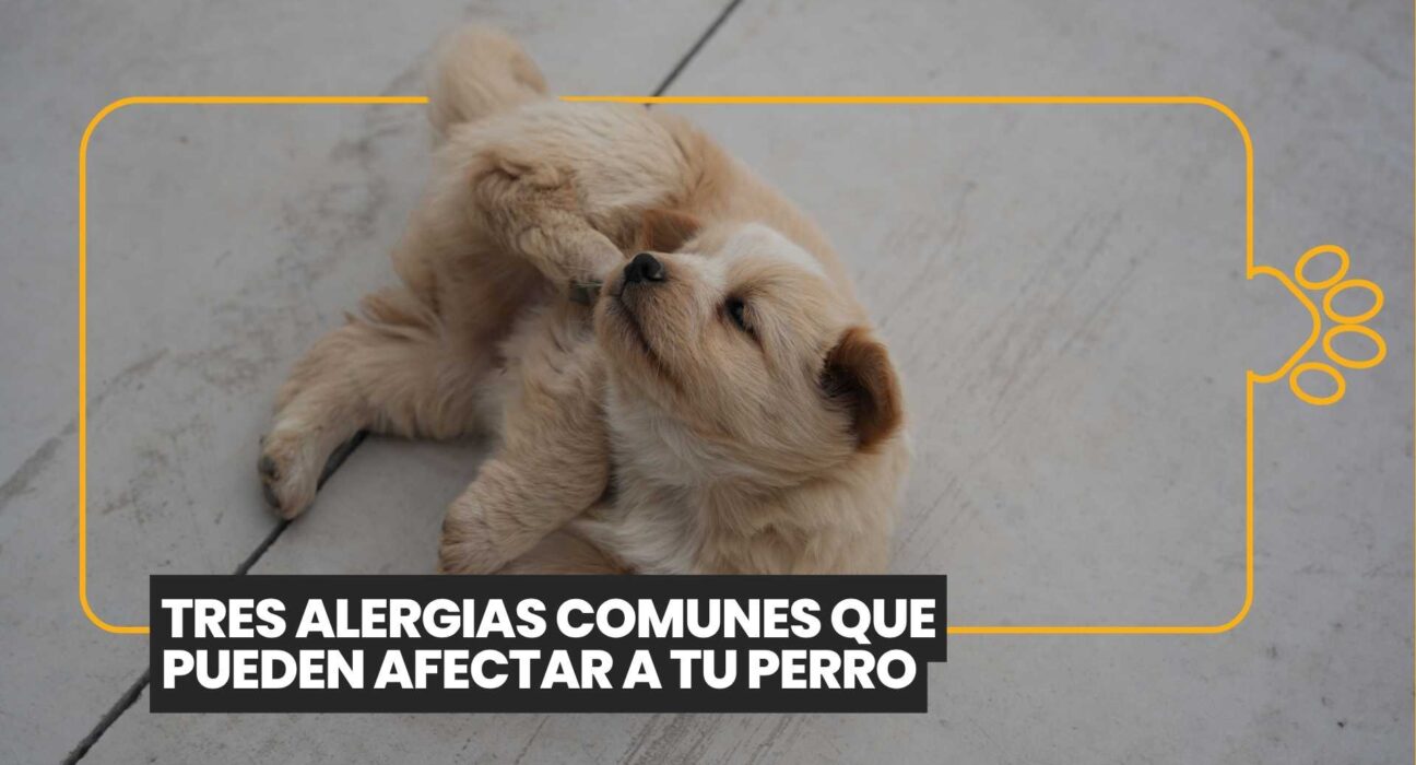 ¿Tu perro no para de rascarse? Estas son las tres alergias más comunes que podrían estar afectándolo