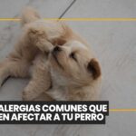 Día mundial del perro: Una fecha para celebrar su compañía y promover la tenencia responsable