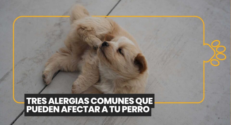 ¿Tu perro no para de rascarse? Estas son las tres alergias más comunes que podrían estar afectándolo