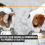 Brasil endurece las penas por maltrato animal: hasta 5 años de prisión