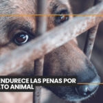 ¿Tu perro no te hace caso? Tu estado de ánimo puede influir