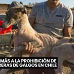 Tumores mamarios en perros: diagnóstico, factores de riesgo y tratamiento