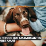 Dermatología veterinaria: diagnóstico de enfermedades de la piel en perros