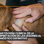 Bienestar de los perros: aprender a ser un buen tutor