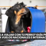 Tumores mamarios en perros: diagnóstico, factores de riesgo y tratamiento