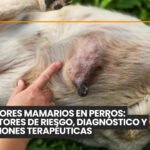 Viajar con perros en avión: requisitos para vuelos nacionales e internacionales