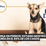 Vacunación canina: ciencia, tecnología y prevención en perros