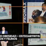 Osteodistrofia fibrosa felina: causas, síntomas y tratamiento