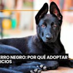 Comvetcruz celebra 75 años de vida institucional y mira hacia una nueva etapa para la profesión veterinaria