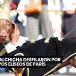 Cochabamba reconoce por ley que los animales sienten 