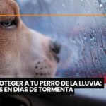 Cuando el calcio “está normal”: claves para no pasar por alto una osteodistrofia fibrosa felina