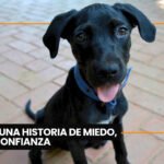 La Paz lanzará programa de vacunación de mascotas con registro digital