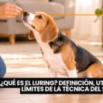 ¿Cómo prevenir la obesidad en perros? La importancia de medir el alimento